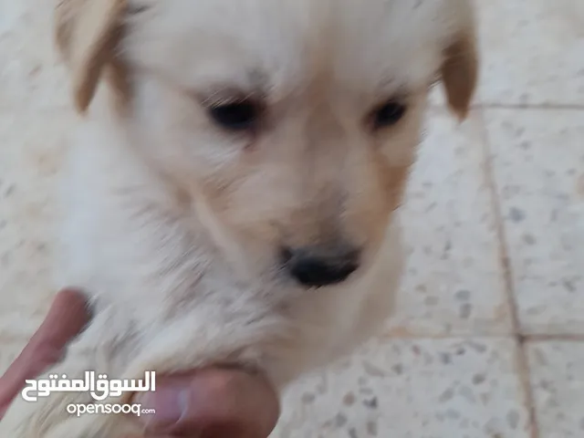 100% pure German mix Golden ×× husky puppies