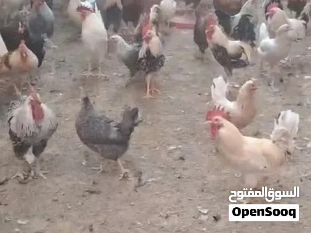 متوتر دجاج محلي كميه كبيره بياضات