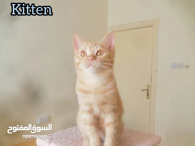 lovely cute cats for You