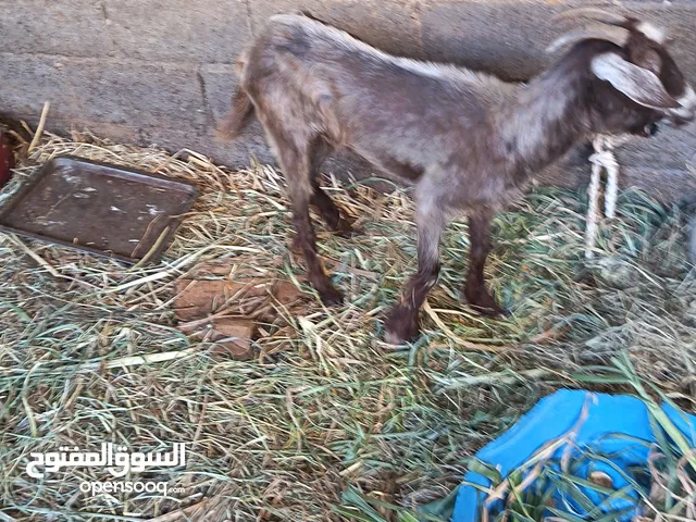 للبيع سخله والده مره وحده وحاليا عشار فيها ضعف تبا طعام أمورها طيب ان شاء الله اقبل ب البدل