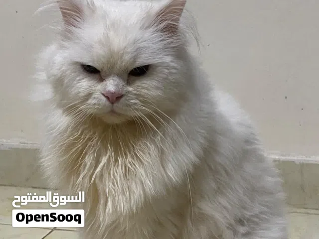 قط شيرازي عمرو سنتين ابيض