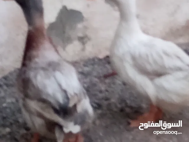 بط للبيع حجم كبير