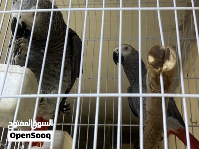كوبية ببغاء زنجباري للبيع