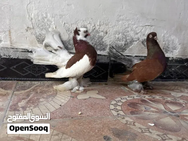 متاح زوج كرنكو طيور حلوات وبصحه جيده