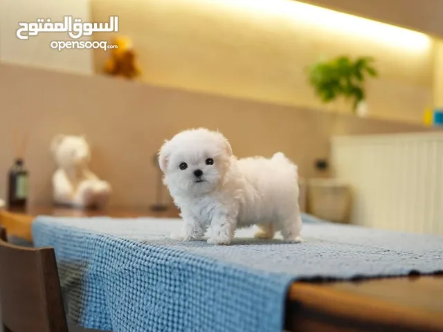 Teacup Maltese puppies