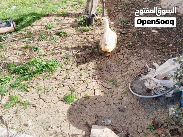 ذكر بط العمر 7شهور