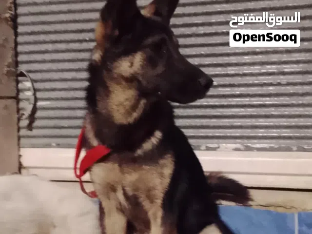 انثاي جيرمن عمر 6 اشهر للبيع او للبدل