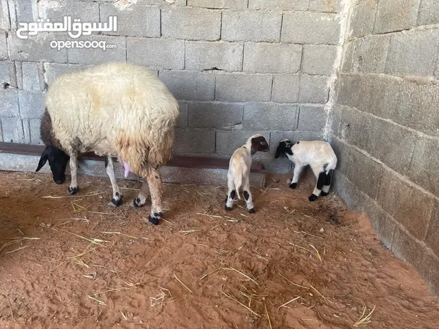 نعجة تومية