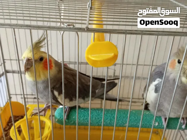 كوكتيل اليف