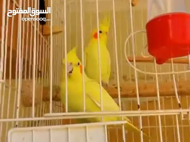 كوبيه كوكتيل لاتينو مصوقره من قبل وتحتها دحي