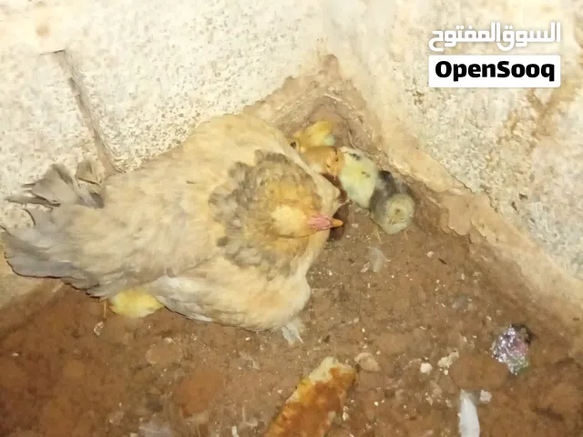 دجاجه هجين علي برهامي تحتها 11كتكوت مخلاط برهامي أو عربي