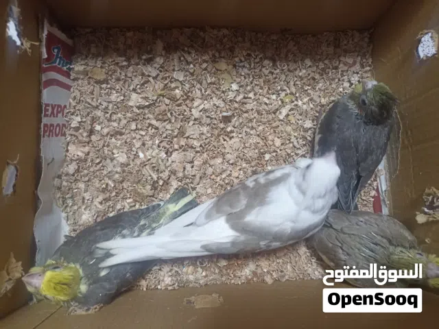 افراخ كوكتيل للبيع
