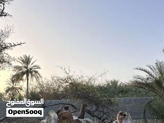 حطب امبا حق تنور