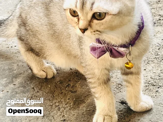 قط سكوتش فولد