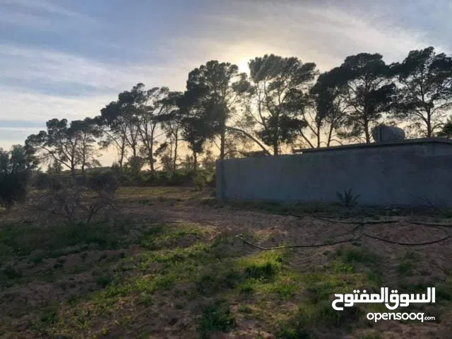 هكتار الدافنية الطريق الوسطية للبيع