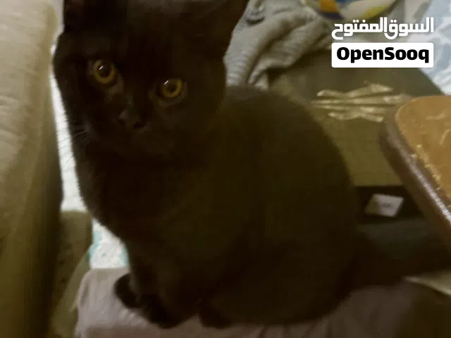 نوع القط : - 3  كيتين سكوتيش فولد وستريت ذكور