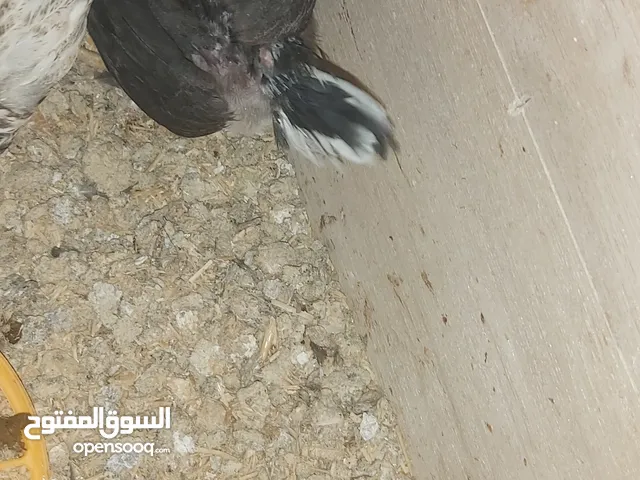 صيصان بلدي