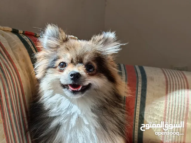 كلب بومرنيان