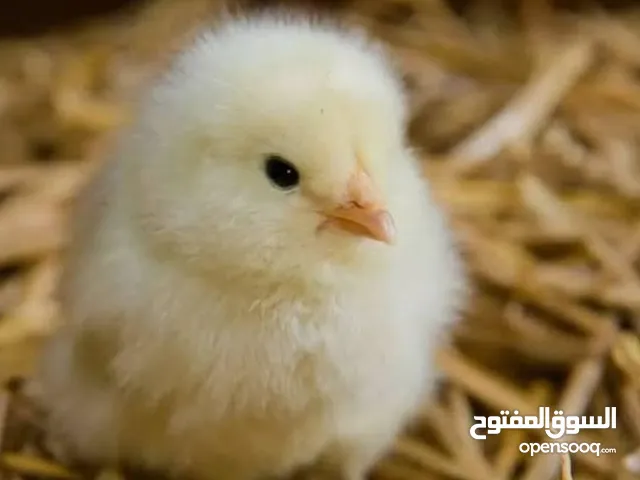 كتاكيت عربيه للبيع