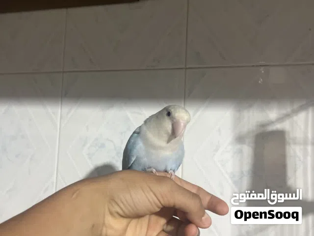 ربي يبارك عصفور روز للبيع