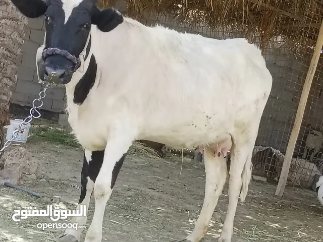 بقره للتضحية أو جنايه اول بطن