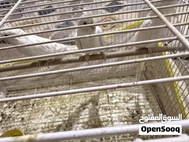 متاح بيع او مراوس مع كاسكوا فقط اليف او نيبالي او دره صفره او ابيض اليف فقط او كاسكوا تايلندي