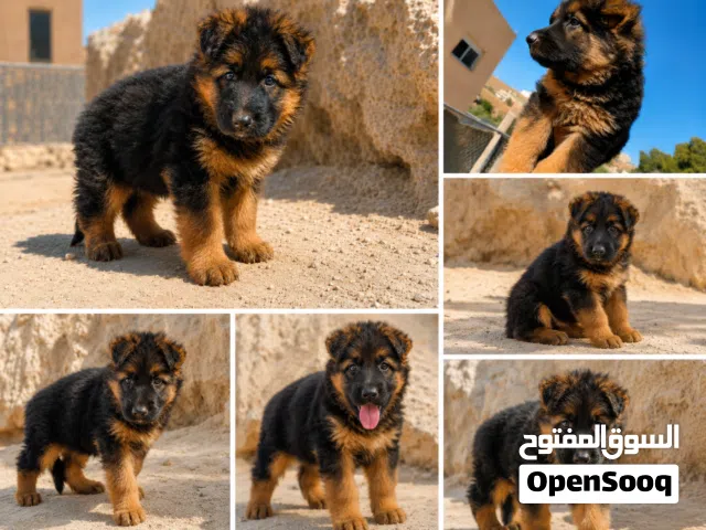 جيرمن شيبرد شولاين لونج هير مع كسحه   مستوى عالي جدا
