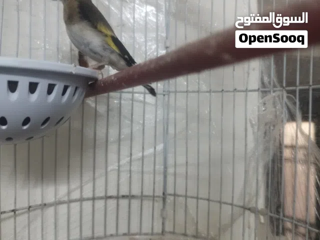 حسون صلاه النبي