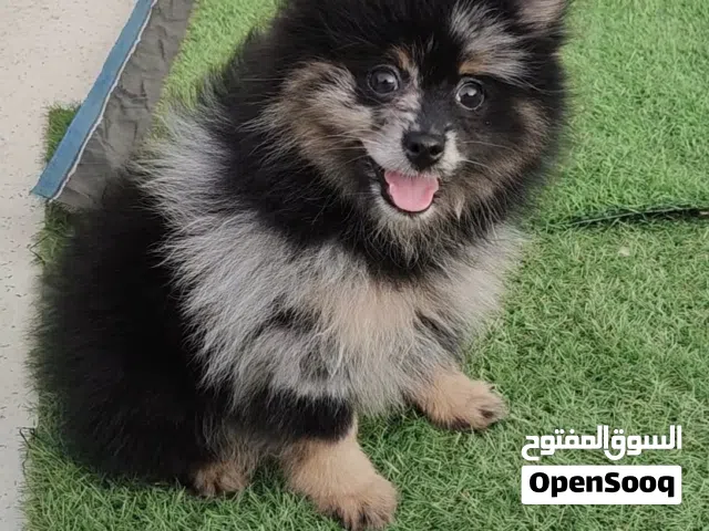 Teddy bear  face Pomeranian mini size
