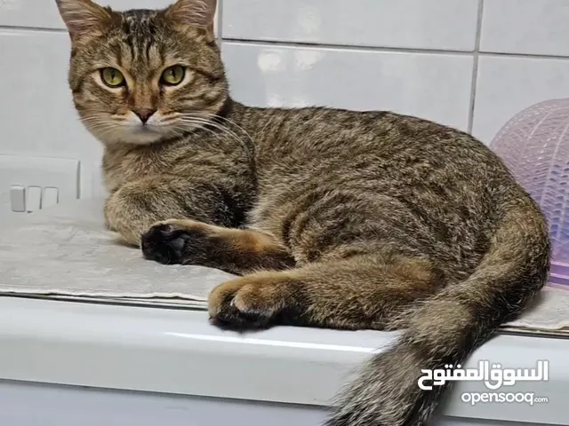 Neutered Male cat looking for a warm house For FREE قط ذكر للتبني بدون اي رسوم