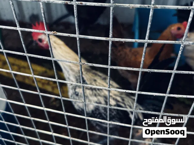 دجاج فيومي للبيع