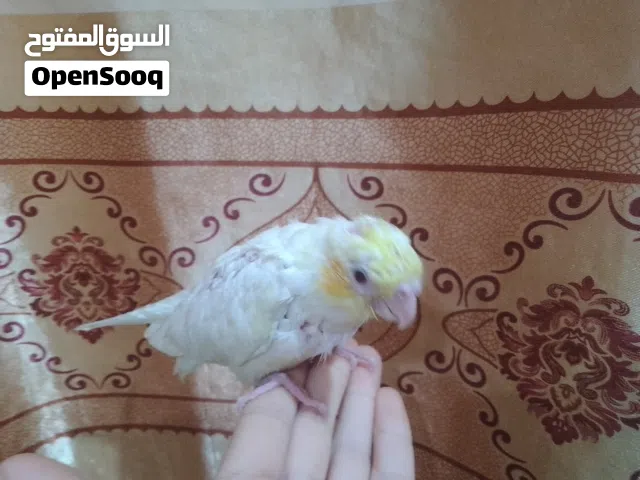 كوكتيل للبيع