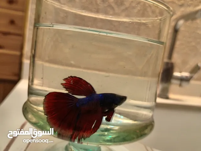 سمكة فايتر