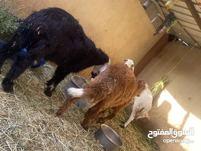 جاعده تحتها اثنين وكبشين يصلحن حال سكين