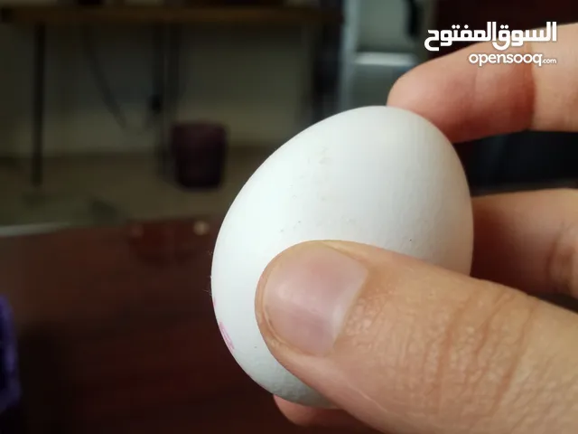 بيض مستورد من إيران درجة أولى