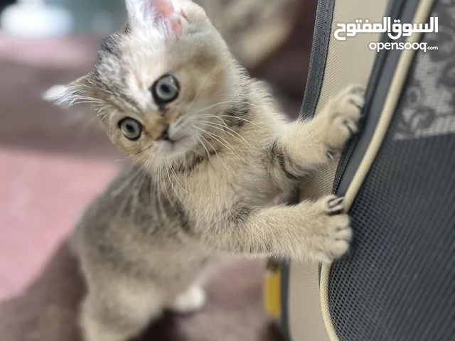 قطط العمر شهرين تم بيع 3 باقي 2