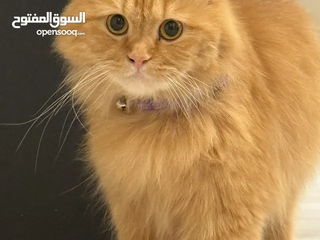 للتبني نثيه مع كامل مرفقاتها
