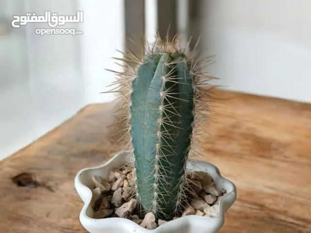 نوفر لكم تشكيلة واسعة من الزهور الطبيعية والخلابة المزروعة بكل حب