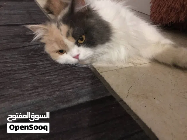قط شانشيلا انثى العمر سنه