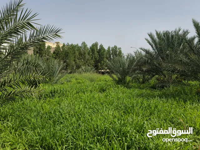مزرعة متكاملة مع تصريح وحده سكنية