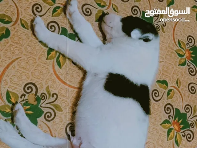 كلب للتبني ، قابل للتدريب ، من فصيله فرنسيه ترير ، ومع مطاعيمه