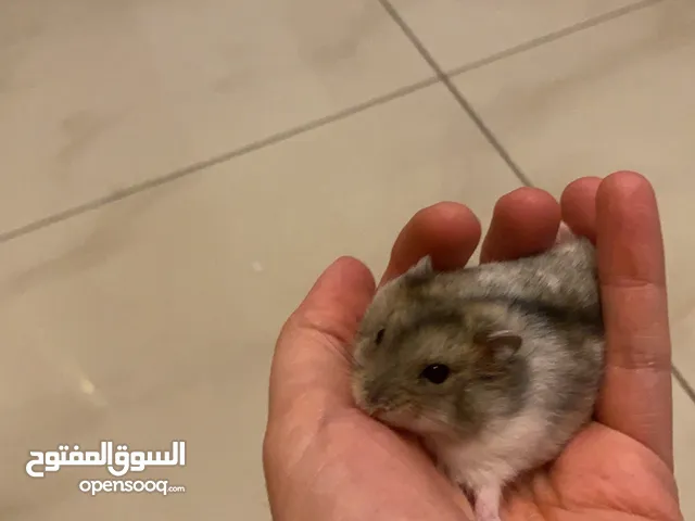 هامستر روسي للبيع عمر شهرين سعر 20 درهم للواحد
Russian hamster on sale, 2 months old for 20 each
