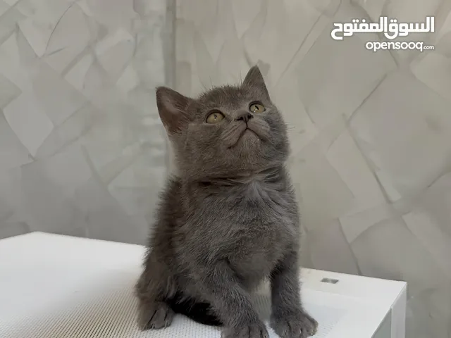 قطه برتش شورت هير