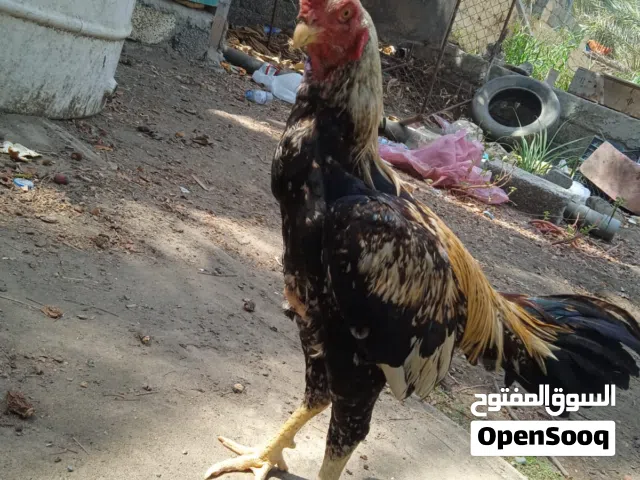 للبيع طير بتشوه أموره طيبه مافيه شي