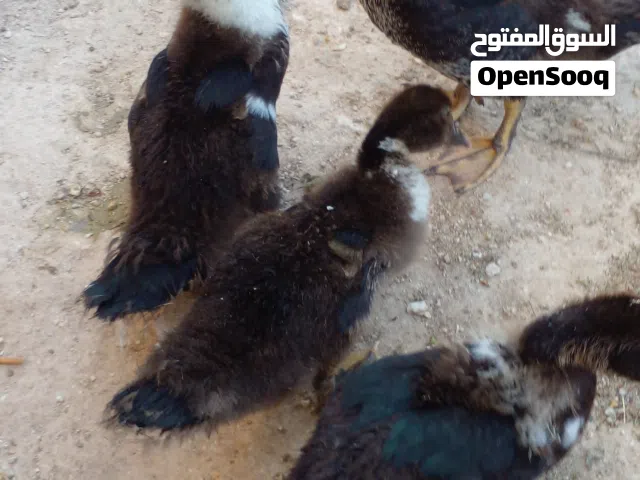 بط عمر شهرين عدد اربعه بلدي