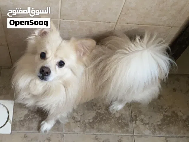 كلب بومرينيان