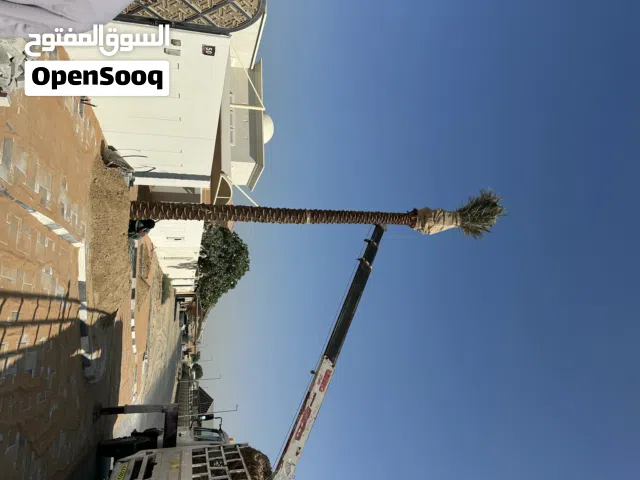 Date palm tree for Sale
