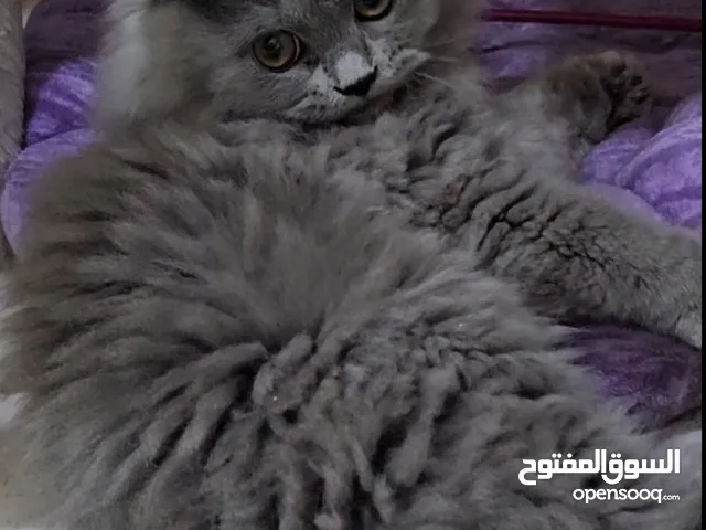 Adorable Pure persian kittens