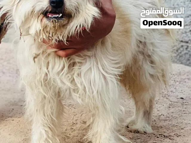سلام عليكم متوفر جرو دكر للبيع النوع زينه شيواوا العمر 3 أشهر للبيع السعر 300 مكان مصراته
