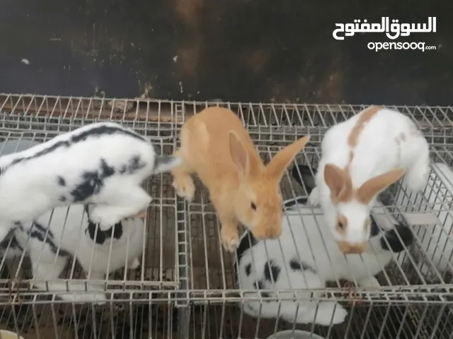 بابيون عملاق فرنسي